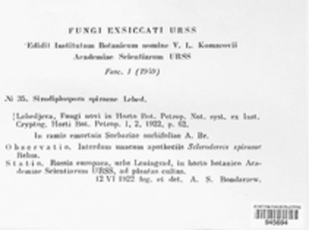 Sirococcus spiraeae image